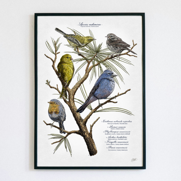 Specie endemicae