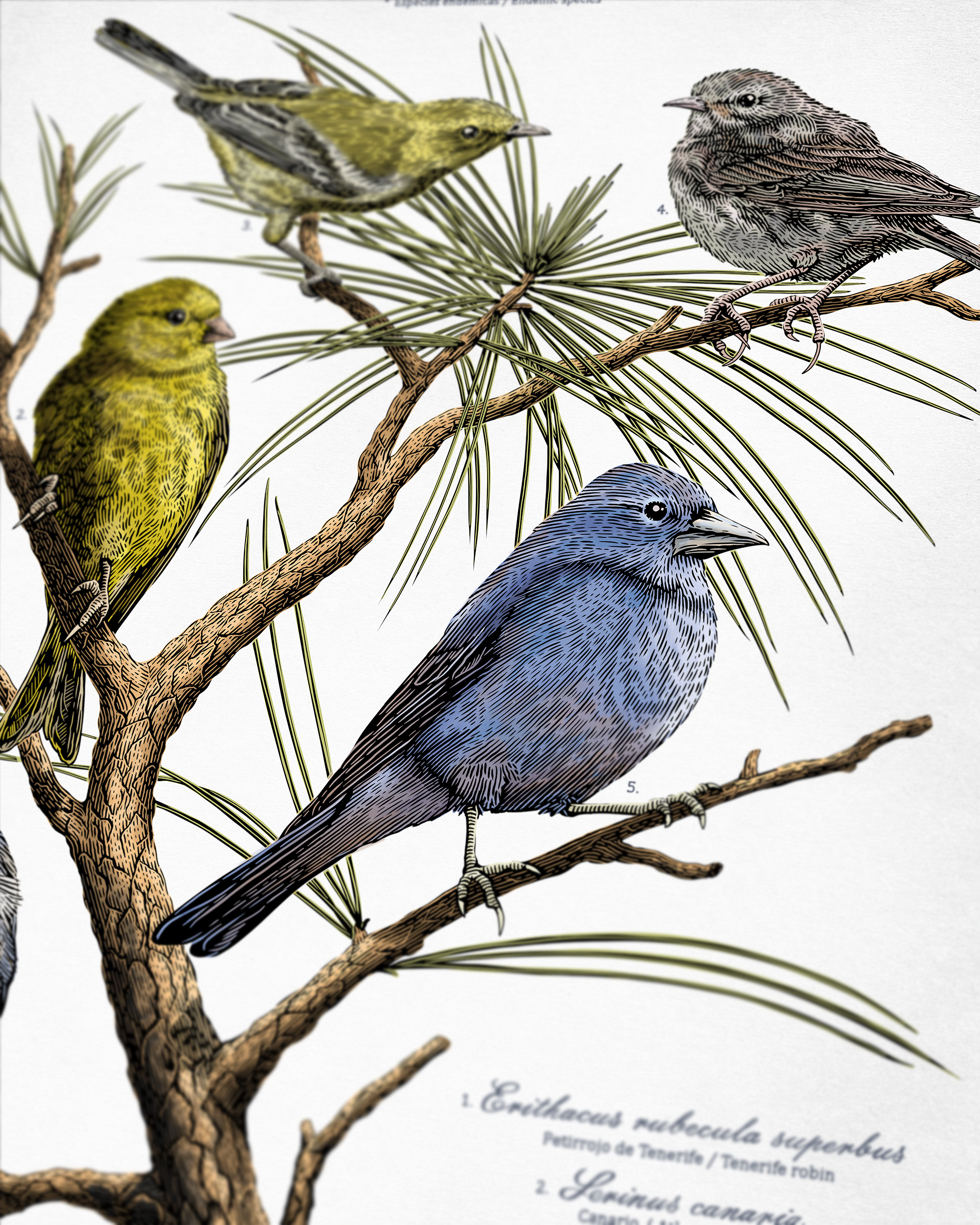 Specie endemicae - Imagen 2